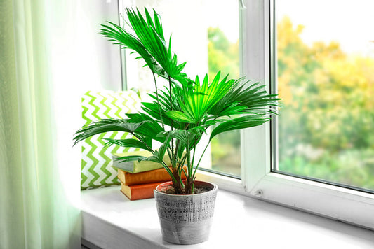 Decorate your home with beautiful plants that purify the air
